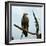 Imperial Eagle Resting on a Branch-Philip Gendreau-Framed Photographic Print