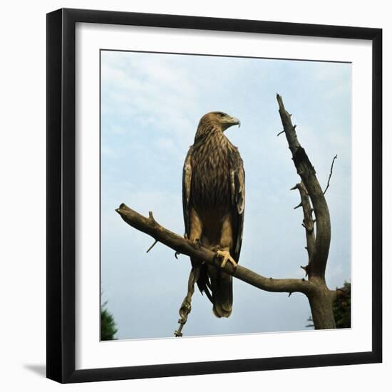 Imperial Eagle Resting on a Branch-Philip Gendreau-Framed Photographic Print