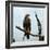 Imperial Eagle Resting on a Branch-Philip Gendreau-Framed Photographic Print