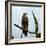 Imperial Eagle Resting on a Branch-Philip Gendreau-Framed Photographic Print