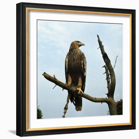 Imperial Eagle Resting on a Branch-Philip Gendreau-Framed Photographic Print