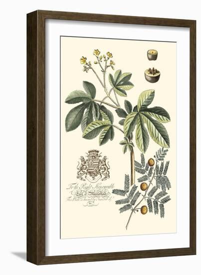 Imperial Foliage I-Vision Studio-Framed Art Print