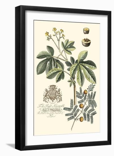 Imperial Foliage I-Vision Studio-Framed Art Print