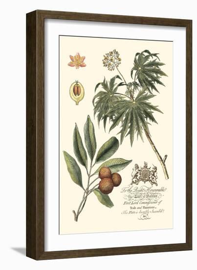 Imperial Foliage II-Vision Studio-Framed Art Print