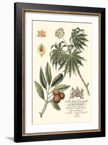 Imperial Foliage II-Vision Studio-Framed Art Print