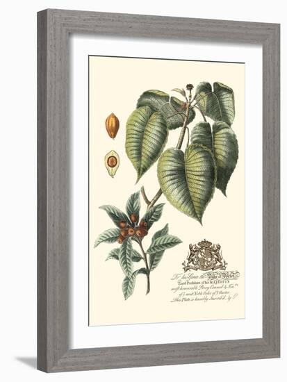 Imperial Foliage III-Vision Studio-Framed Art Print