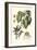 Imperial Foliage III-Vision Studio-Framed Art Print