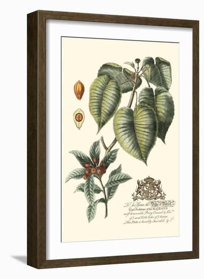 Imperial Foliage III-Vision Studio-Framed Art Print