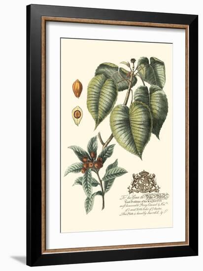 Imperial Foliage III-Vision Studio-Framed Art Print