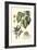 Imperial Foliage III-Vision Studio-Framed Art Print