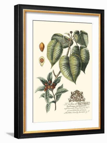 Imperial Foliage III-Vision Studio-Framed Art Print