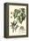 Imperial Foliage III-Vision Studio-Framed Stretched Canvas