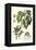 Imperial Foliage III-Vision Studio-Framed Stretched Canvas