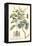 Imperial Foliage IV-Vision Studio-Framed Stretched Canvas