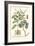 Imperial Foliage IV-Vision Studio-Framed Art Print