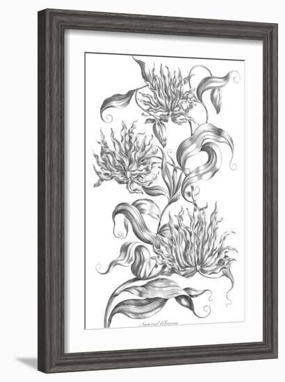 Imperial Gloriosa-Porter Design-Framed Giclee Print