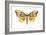 Imperial Moth (Eacles Imperialis), Insects-Encyclopaedia Britannica-Framed Art Print