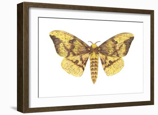 Imperial Moth (Eacles Imperialis), Insects-Encyclopaedia Britannica-Framed Art Print