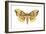 Imperial Moth (Eacles Imperialis), Insects-Encyclopaedia Britannica-Framed Art Print