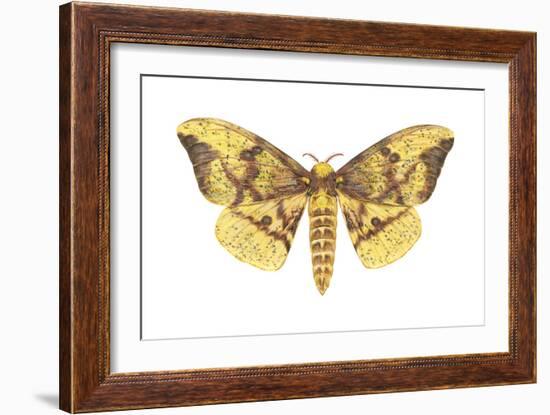 Imperial Moth (Eacles Imperialis), Insects-Encyclopaedia Britannica-Framed Art Print