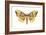 Imperial Moth (Eacles Imperialis), Insects-Encyclopaedia Britannica-Framed Art Print