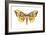 Imperial Moth (Eacles Imperialis), Insects-Encyclopaedia Britannica-Framed Art Print