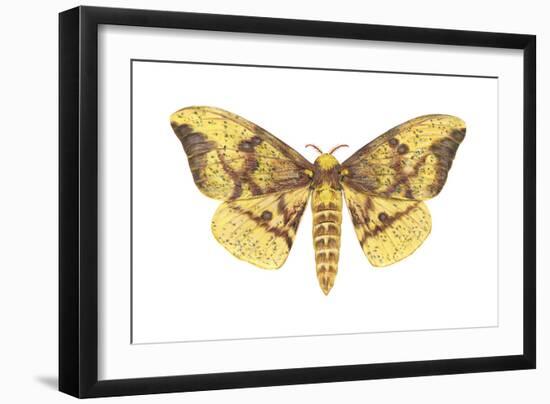 Imperial Moth (Eacles Imperialis), Insects-Encyclopaedia Britannica-Framed Art Print