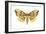 Imperial Moth (Eacles Imperialis), Insects-Encyclopaedia Britannica-Framed Art Print