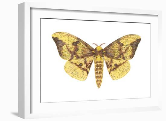 Imperial Moth (Eacles Imperialis), Insects-Encyclopaedia Britannica-Framed Art Print