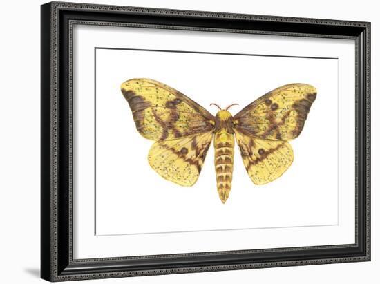 Imperial Moth (Eacles Imperialis), Insects-Encyclopaedia Britannica-Framed Art Print