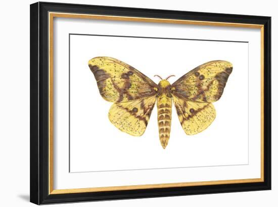 Imperial Moth (Eacles Imperialis), Insects-Encyclopaedia Britannica-Framed Art Print