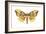 Imperial Moth (Eacles Imperialis), Insects-Encyclopaedia Britannica-Framed Art Print