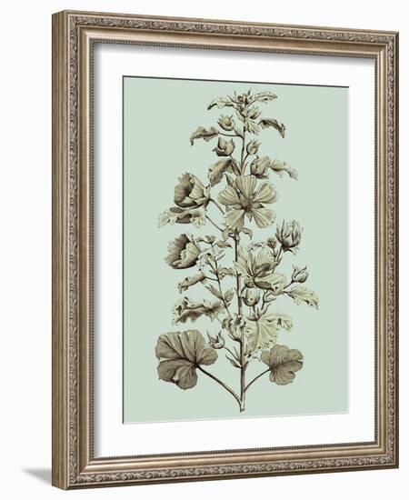 Imperial Munting I-Abraham Munting-Framed Art Print