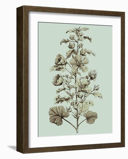 Imperial Munting I-Abraham Munting-Framed Art Print