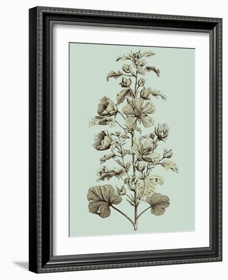 Imperial Munting I-Abraham Munting-Framed Art Print