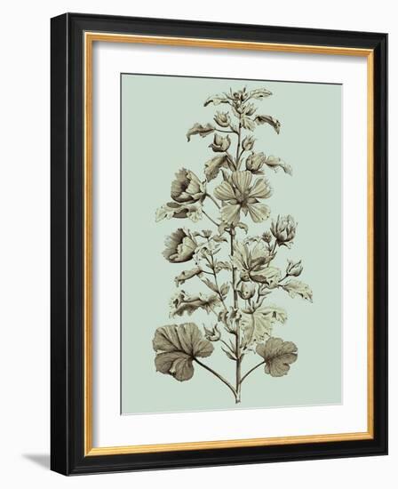 Imperial Munting I-Abraham Munting-Framed Art Print