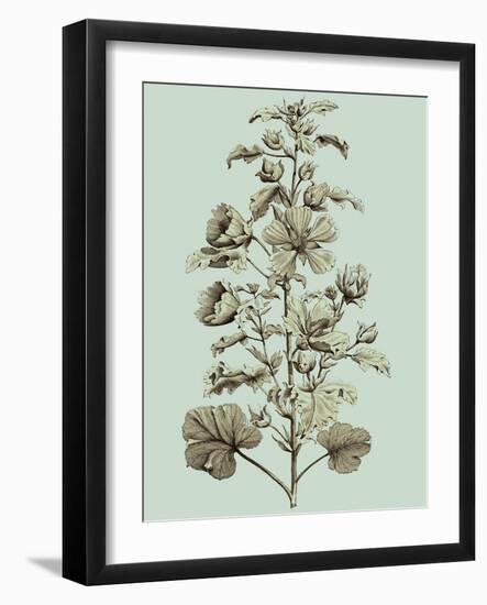 Imperial Munting I-Abraham Munting-Framed Art Print