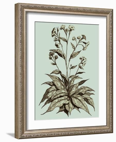 Imperial Munting IV-Abraham Munting-Framed Art Print