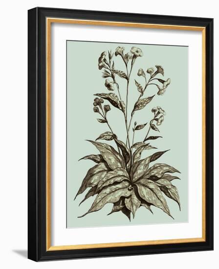 Imperial Munting IV-Abraham Munting-Framed Art Print