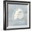 Imperial Nautilus-Z Studio-Framed Premium Giclee Print