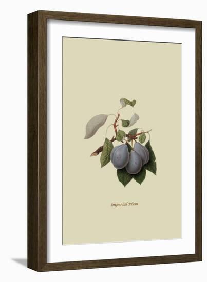 Imperial Plum-William Hooker-Framed Art Print