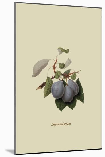 Imperial Plum-William Hooker-Mounted Art Print