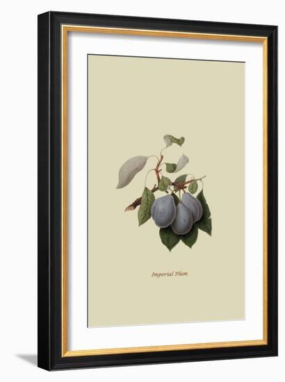 Imperial Plum-William Hooker-Framed Art Print