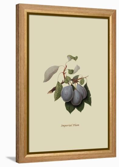 Imperial Plum-William Hooker-Framed Stretched Canvas