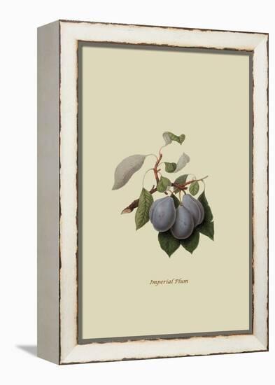 Imperial Plum-William Hooker-Framed Stretched Canvas