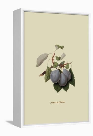 Imperial Plum-William Hooker-Framed Stretched Canvas