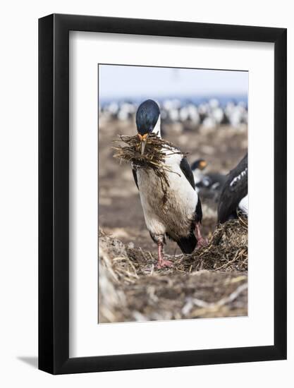 Imperial Shag also Called King Shag in a Huge Rookery-Martin Zwick-Framed Photographic Print