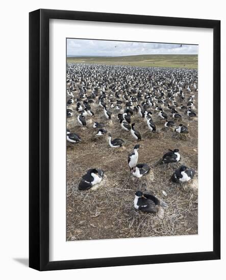 Imperial Shag also Called King Shag in a Huge Rookery-Martin Zwick-Framed Photographic Print