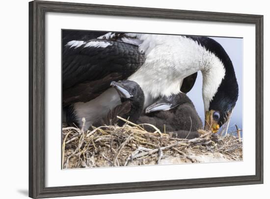 Imperial Shag in a Huge Rookery. Adult with Chick. Falkland Islands-Martin Zwick-Framed Photographic Print