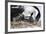 Imperial Shag in a Huge Rookery. Adult with Chick. Falkland Islands-Martin Zwick-Framed Photographic Print